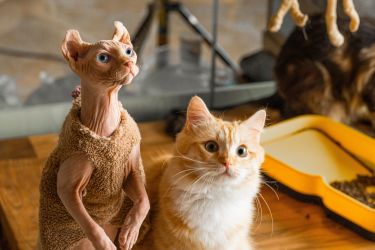 加拿大无毛猫金渐层猫舍图