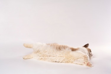 可爱布偶猫咪高清图