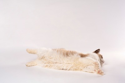 可爱布偶猫咪高清图