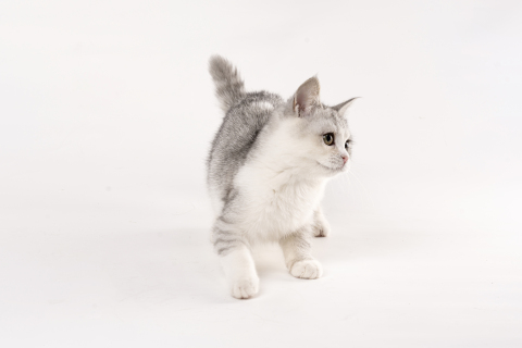活泼可爱宠物猫咪高清图