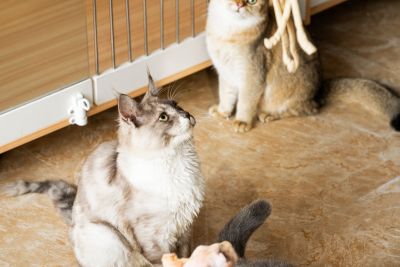可爱猫咪金渐层成年猫高清图
