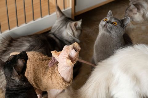 猫舍可爱猫咪撸猫高清图