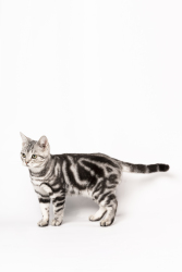 可爱灰色宠物猫咪走路图片