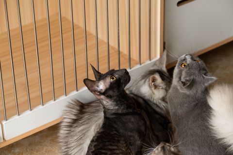 可爱萌宠小猫咪高清实拍图