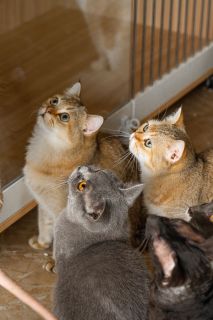 蓝猫英短金渐层可爱猫咪高清图