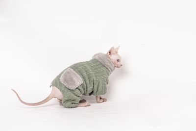 穿衣服的裸色加拿大无毛猫
