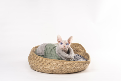 可爱猫咪无毛猫高清图