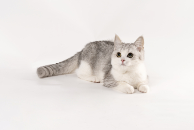 温顺短毛可爱灰色小猫