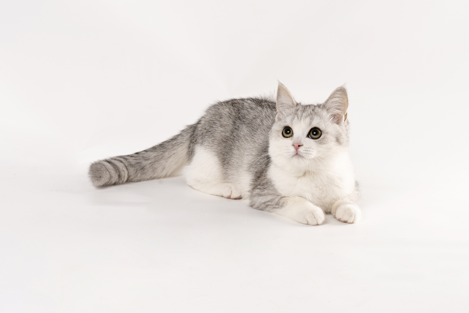 温顺短毛可爱灰色小猫