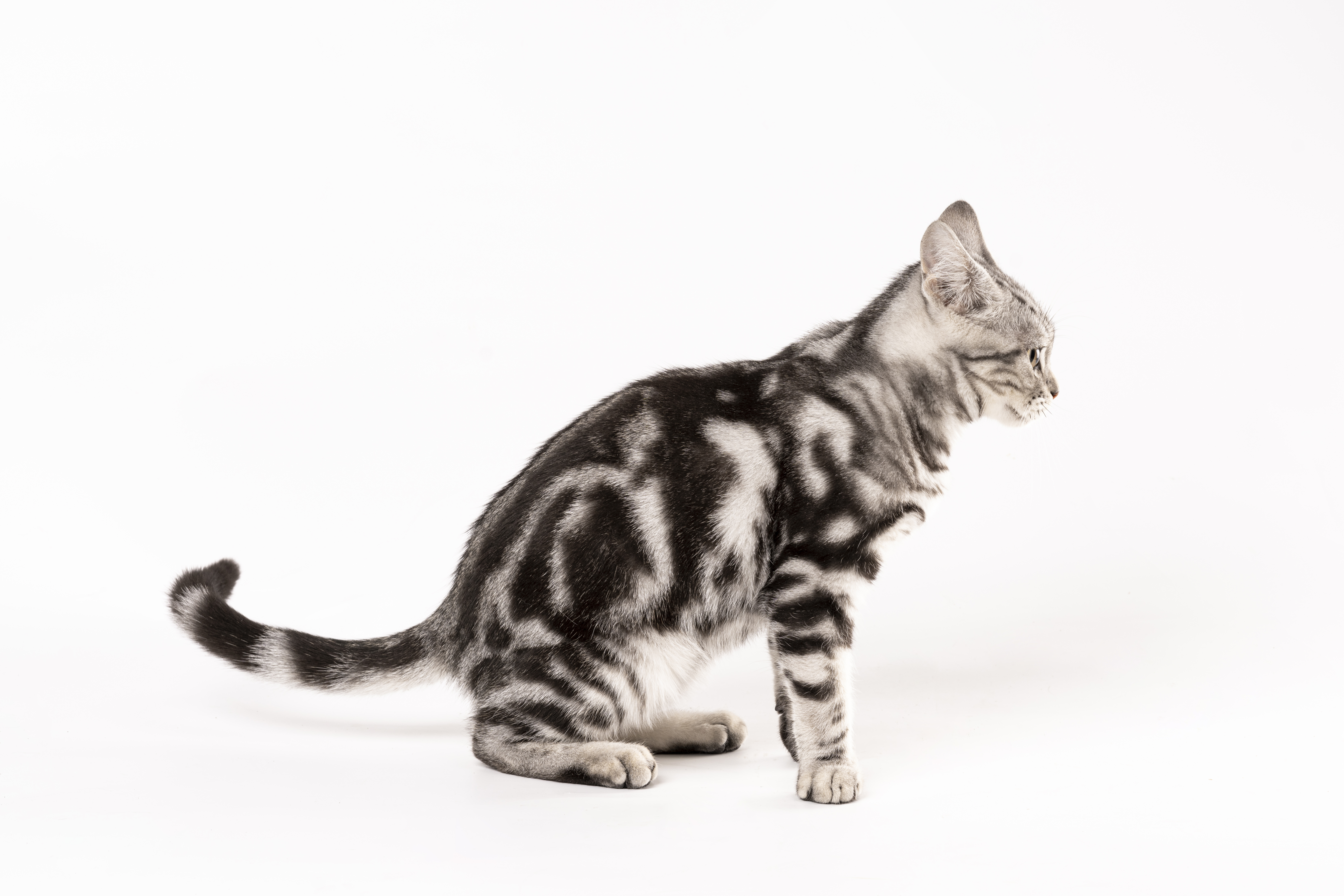 三毛猫 坐着的可爱美国短毛猫侧拍图- 96微信编辑器