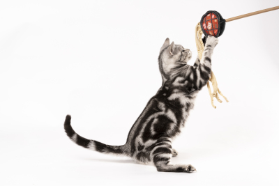 站立玩逗猫棒的短毛猫图片