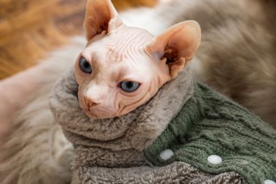 穿衣服的加拿大无毛猫脸部特写图