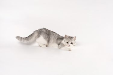 萌宠猫舍银渐层猫咪实拍图