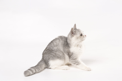 宠物猫咪坐着侧拍高清图