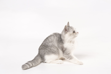 宠物猫咪坐着侧拍高清图