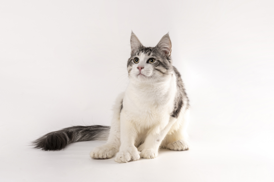 可爱长毛金吉拉猫咪高清图
