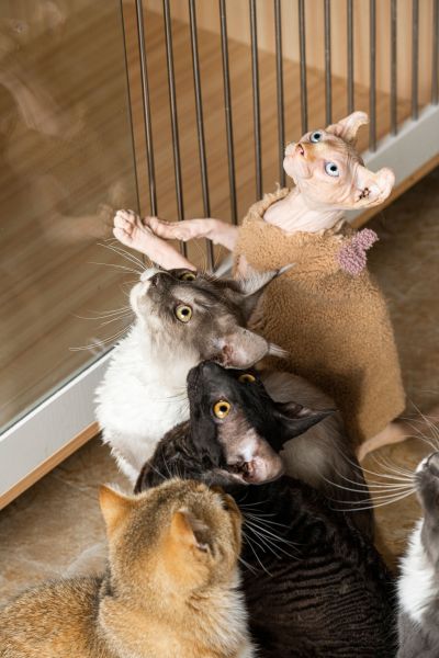 萌宠猫舍可爱猫咪合拍高清图