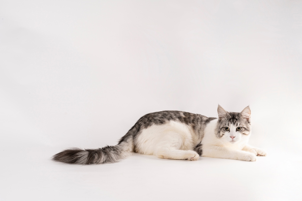活泼黑色短猫猫咪侧拍图版权图片下载