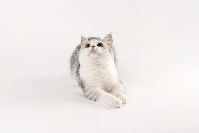 可爱英短品种银渐层猫咪高清图