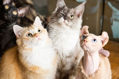 撸猫猫舍无毛猫金渐层高清图