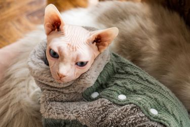 极品加拿大无毛猫高清特写图