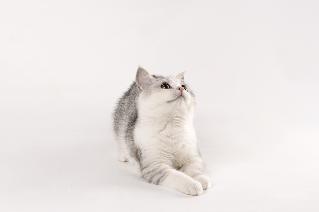 抬头观望可爱灰色小猫咪版权图片下载