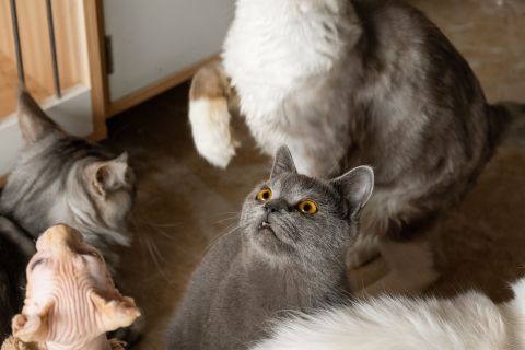 可爱猫咪合集英短蓝猫无毛猫图片