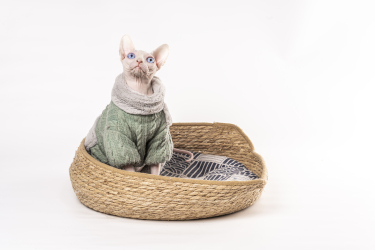 蓝眼睛血统加拿大无毛猫