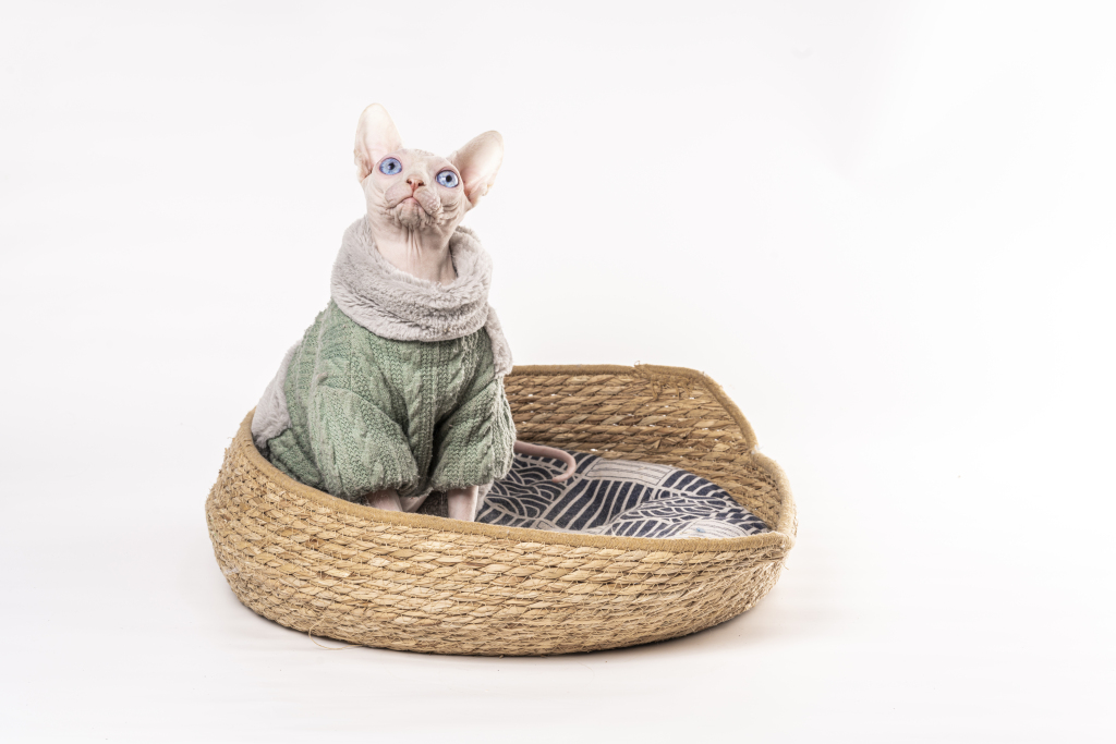 蓝眼睛血统加拿大无毛猫版权图片下载