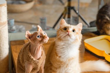 长毛金渐层可爱猫咪高清图