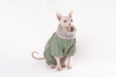 坐着的斯芬克无毛猫宠物图片