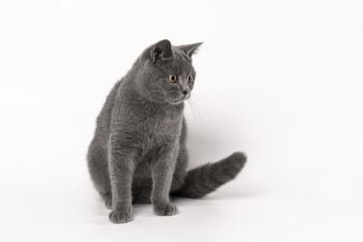 家庭可爱宠物灰色短毛猫图片