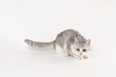矮脚英短银渐层可爱猫咪实拍图