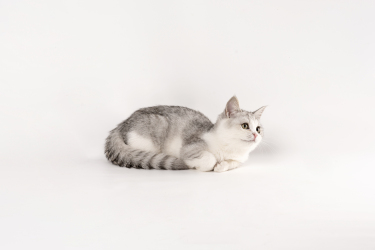 休息中的英短银渐层猫咪图