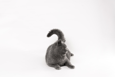 趴卧的英短蓝猫高清图