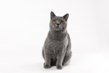 正宗灰色应该短毛猫图片