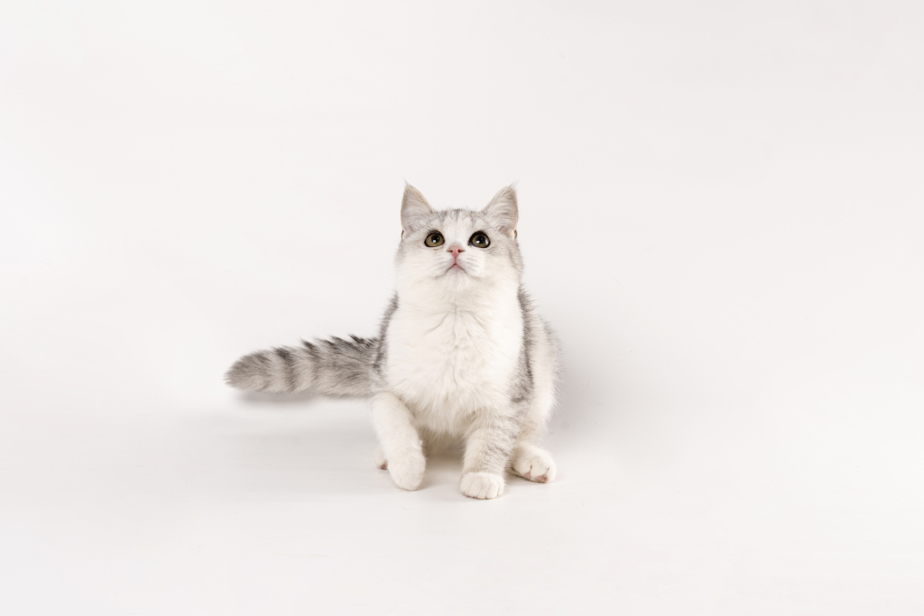 矮脚英短银渐层可爱猫咪图版权图片下载