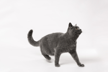 英短蓝猫家养宠物高清图