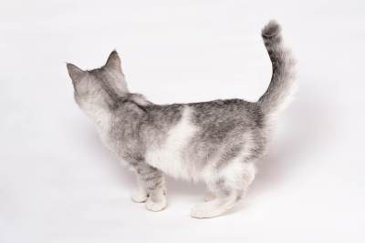 灰色可爱萌宠猫咪侧拍高清图