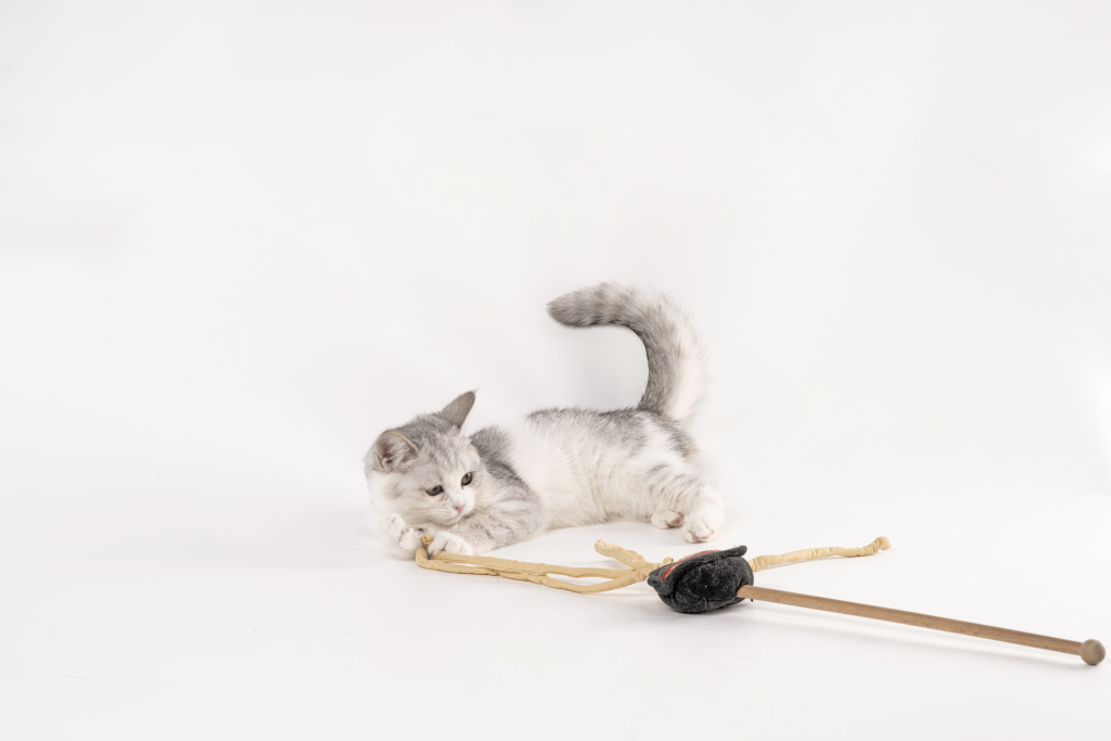 萌宠银渐层猫咪玩耍图版权图片下载