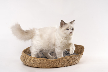 站在猫窝里的布偶猫图片