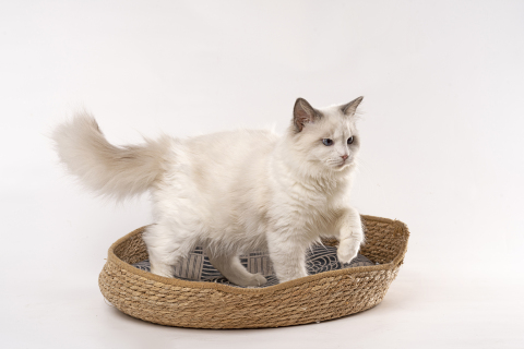 站在猫窝里的布偶猫图片