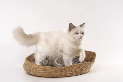 站在猫窝里的布偶猫图片