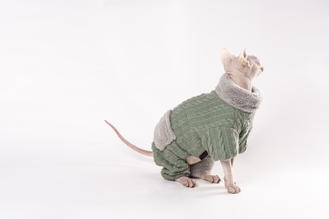 穿小衣服的乖巧猫猫高清图