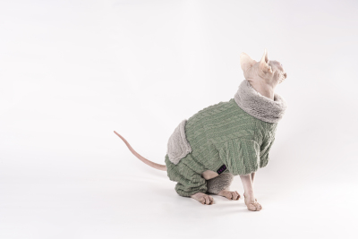 穿小衣服的乖巧猫猫高清图