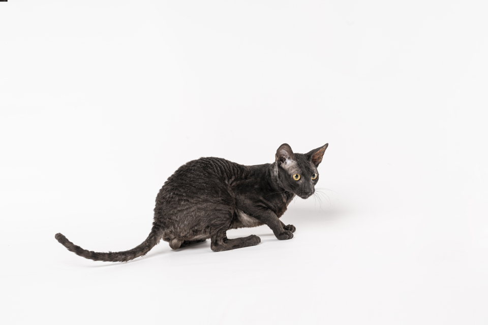美式短毛猫家养宠物高清图