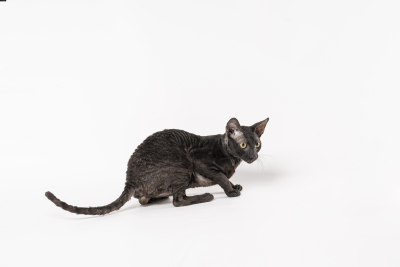 美式短毛猫家养宠物高清图