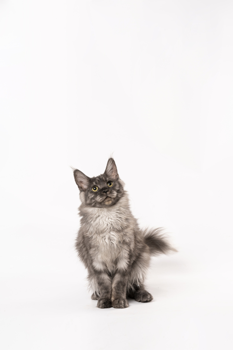 趴在地上抬头看的灰色缅因猫版权图片下载
