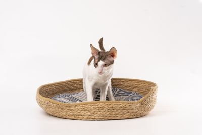 猫窝德文猫低头看高清图片