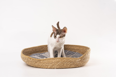 猫窝德文猫低头看高清图片